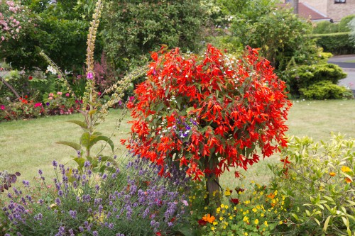 Trailing begonias planted in hanging basket