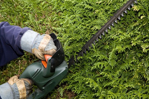 trim evergreen hedges in May for the first time but check for nests