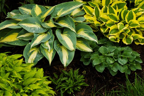 How to plant Hostas