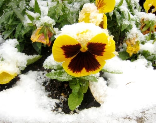 Winter pansies which are perfect for winter pots