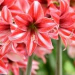 Amaryllis Care - Growing Hippeastrum. Want to learn how to grow Amaryllis also known as Hippeastrum, few bulbs produce such stunning flowers and are as easy to grow. Read our Amaryllis Care guide now.