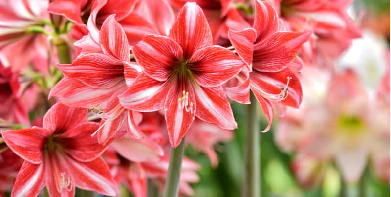 Amaryllis Care - Growing Hippeastrum. Want to learn how to grow Amaryllis also known as Hippeastrum, few bulbs produce such stunning flowers and are as easy to grow. Read our Amaryllis Care guide now.