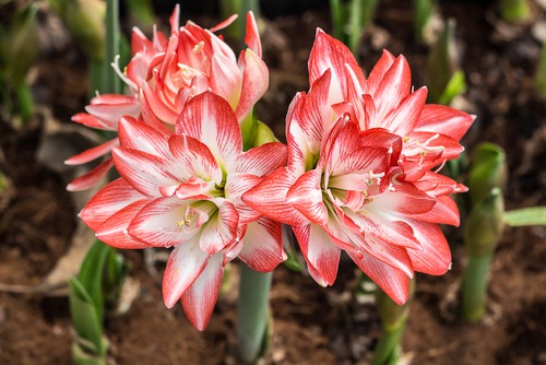 Amaryllis care. After your hippeastrum is done flowering, you can cut down the spent spikes to the base but don't cut away the leaves just yet. You can continue to carefully water and apply a balanced fertilizer on a weekly basis, most house plant feeds will be fine for this.