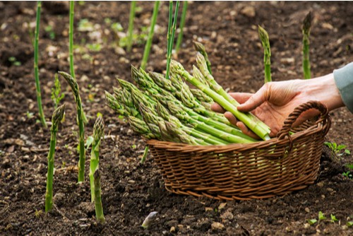 Asparagus is famous for having to wait two years before you can start to harvest the spears but there well worth the wait. If you have the space for a small bed of asparagus then try planting one of the autumn planting varieties such as Pacific purple. 