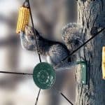 Whether you want to feed squirrels or simply want to help stop them from visiting bird feeders, the best squirrel feeder is a way to achieve both. Read Reviews
