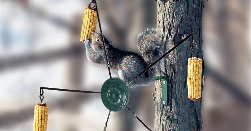 Whether you want to feed squirrels or simply want to help stop them from visiting bird feeders, the best squirrel feeder is a way to achieve both. Read Reviews