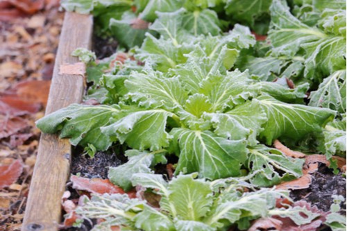 Broadleaf Mustard vegetable plant