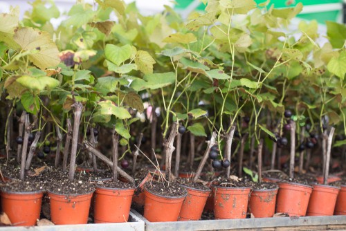 Buying grape vines