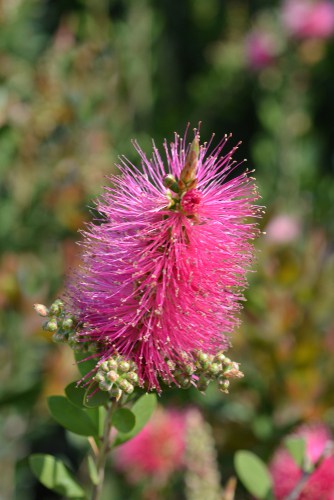 If you were looking for something that's unusual in texture, this native Australian plant is the perfect solution. It is a bottle brush plant so the flower blooms are frothy, and they take on a hot pink colour hence the name. This particular plant can also be used to take cut stems and grow indoors in a vase, offering an aesthetic appeal that differs wildly from the plants you might purchase already cut from the store. It flowers very early and attracts bees and butterflies to your garden. This plant requires a sheltered area so it is perfect for a small corner in your patio or on your balcony.
