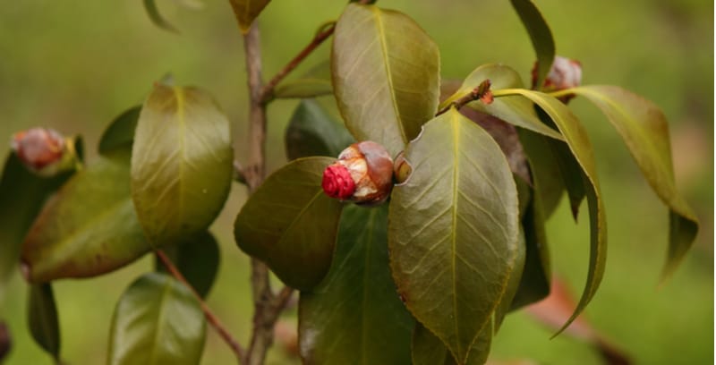 Camellias are mostly problems free but they can be affected by non-flowering, bud drop, yellowing leaves, black or white leaves and root rot. Learn more