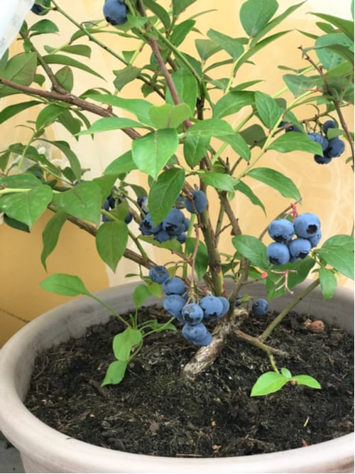 Caring blueberries in containers