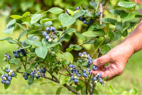 Caring for blueberries