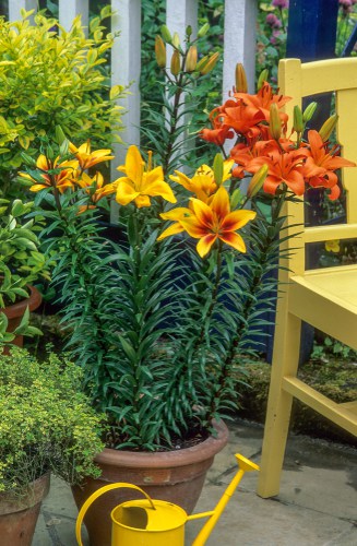 Caring for potted lilies over winter. Move pots into a cold greenhouse or shed fir winter and bring outdoors in spring and start watering again