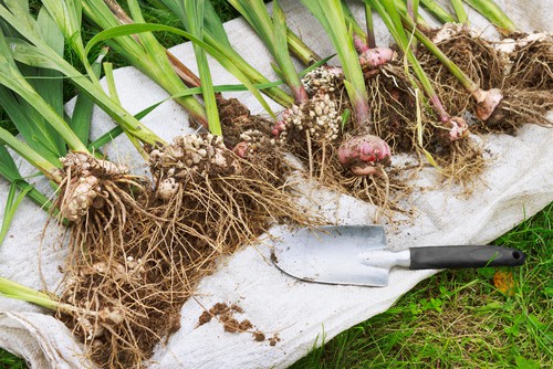 digging up gladioli after flowering to store over winter