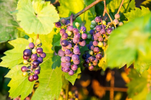 Growing wine grapes