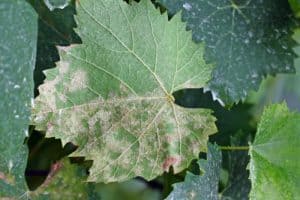 grape vine diseases and problems