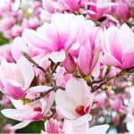 Magnolias are a stunning large shrub which mostly flowers early spring but some do flower in summer. Read our guide about growing magnolias, planting, pruning and more