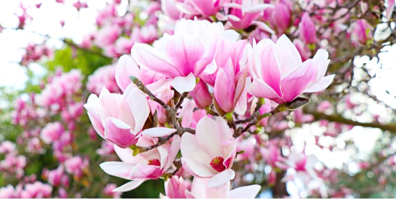 Magnolias are a stunning large shrub which mostly flowers early spring but some do flower in summer. Read our guide about growing magnolias, planting, pruning and more
