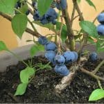 Growing blueberries in pots. If you want to grow blueberries then one exciting way to grow them is by planting and growing blueberries in pots and containers. Follow our guide now.