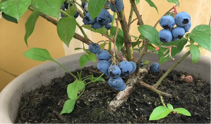 Growing blueberries in pots. If you want to grow blueberries then one exciting way to grow them is by planting and growing blueberries in pots and containers. Follow our guide now.
