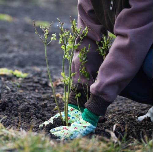 Growing Blueberries