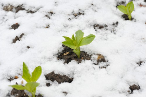 Growing broad beans in winter