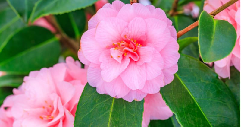 One of the best ways to grow Camellias is by growing camellias in pots. Read our guide on planting, choosing the right compost, watering, feeding and more.