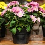 Growing chrysanthemums in pots. Growing chrysanthemums in pots are very easy and one of the best ways to grow them. They can be grown both outdoors or indoors and make stunning displays.