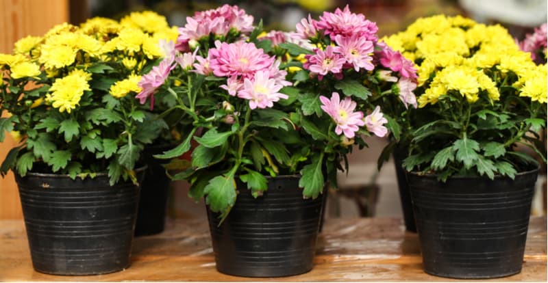 Growing chrysanthemums in pots. Growing chrysanthemums in pots are very easy and one of the best ways to grow them. They can be grown both outdoors or indoors and make stunning displays.