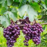 In this guide, we explain how to plant, grow and train grapevines in the Uk as well as offer care and growing tips along the way. leant how to grow grapes now.