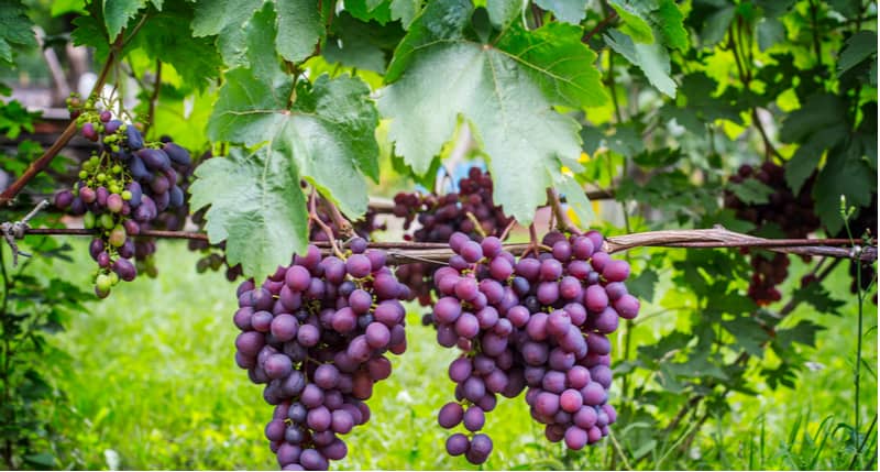 In this guide, we explain how to plant, grow and train grapevines in the Uk as well as offer care and growing tips along the way. leant how to grow grapes now.