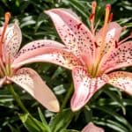 Lilies are stunning flowers and growing lilies from bulbs can be very rewarding, they come back year after year with the correct care. Learn how to grow lilies