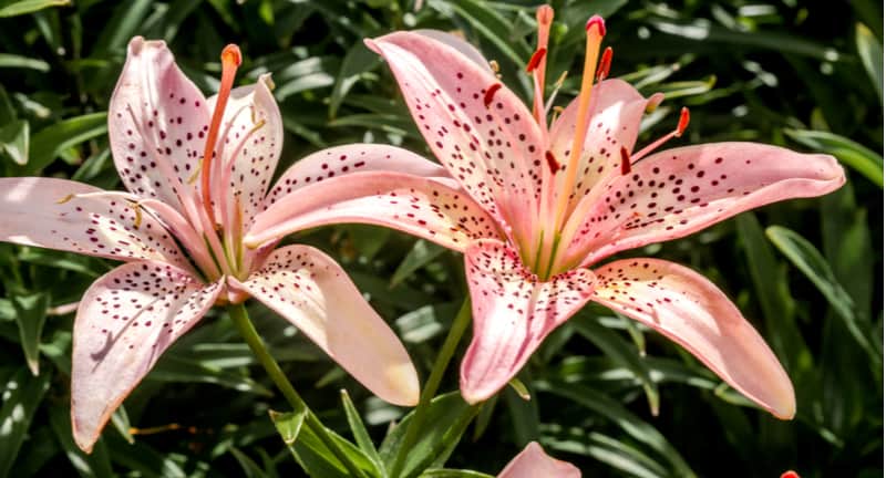 Lilies are stunning flowers and growing lilies from bulbs can be very rewarding, they come back year after year with the correct care. Learn how to grow lilies