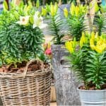 Growing lilies in pots