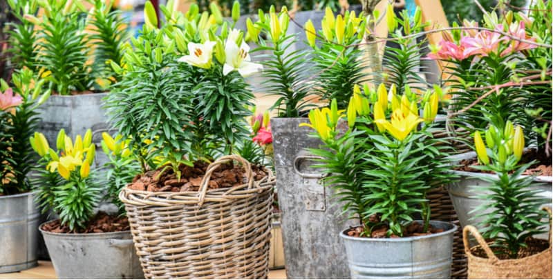 Growing lilies in pots