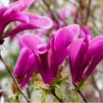 Growing magnolias in pots is a great way to grow them if you have limited space. A good-sized pot is best with soil-based compost and some winter protection.