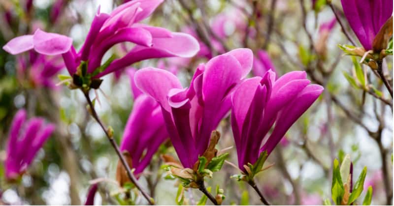 Growing magnolias in pots is a great way to grow them if you have limited space. A good-sized pot is best with soil-based compost and some winter protection.