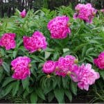 Growing peonies. Growing peonies can be very enjoyable and they are easy to care for if you follow a few simple steps. Learn more about planting, general care, pruning and more.