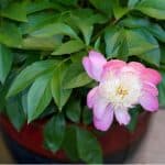 Growing peonies in pots require a bit more care compared to growing in the ground, and you'll need to choose a big enough container, Learn more about planting