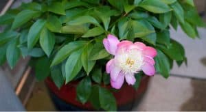 Growing peonies in pots require a bit more care compared to growing in the ground, and you'll need to choose a big enough container, Learn more about planting