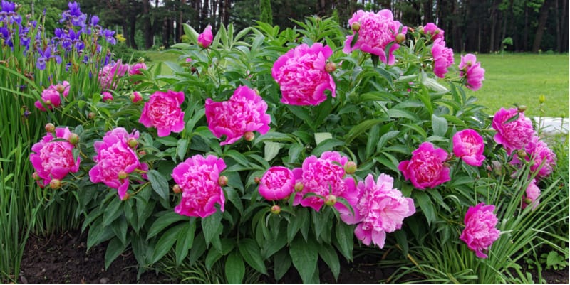 Growing peonies. Growing peonies can be very enjoyable and they are easy to care for if you follow a few simple steps. Learn more about planting, general care, pruning and more.