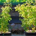 Growing raspberries in containers and pots