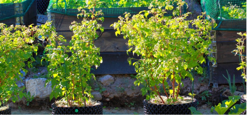 Growing raspberries in containers and pots