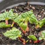 Growing rhubarb in pots