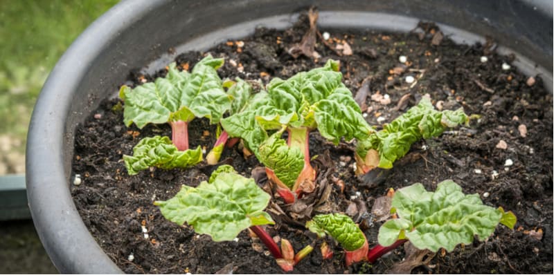 Growing rhubarb in pots