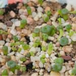 Growing succulents from seeds
