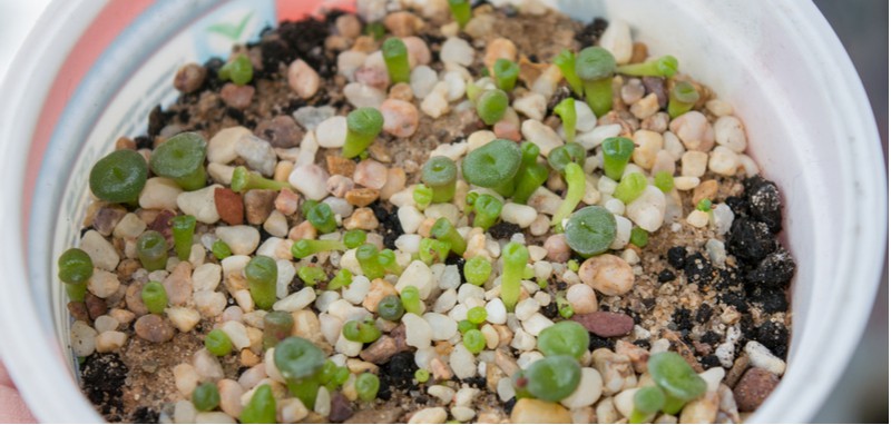 Growing succulents from seeds