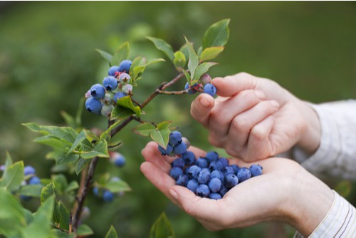 Harvesting Blueberries