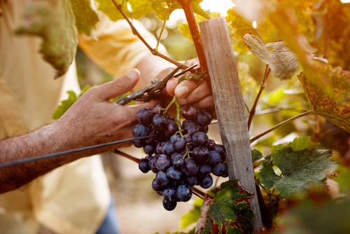 Harvesting Grapes