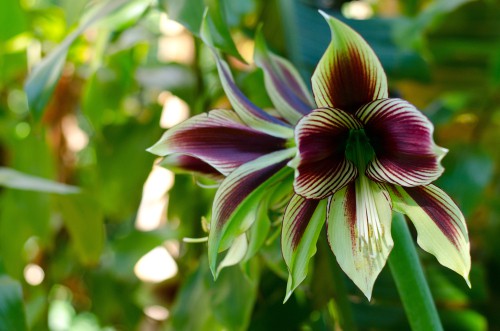 Our favourite varieties. Hippeastrum Papilio Papilio AGM:  this produces unusual flowers that are bright white with red streaks through them and a hint of green, the quintessential Christmas colours.